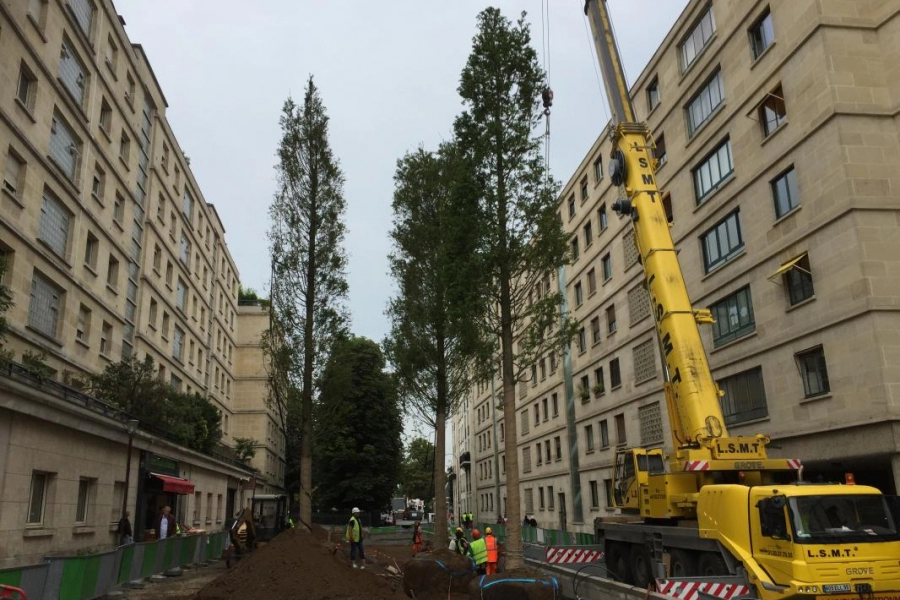 Fourniture d'arbres pour le quartier Neuilly Bagatelle
